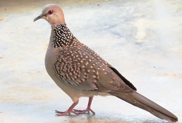 Spotted Dove (Western) - ML206198281