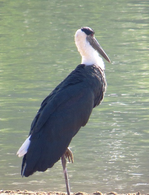 Asian Woolly-necked Stork - ML206198301