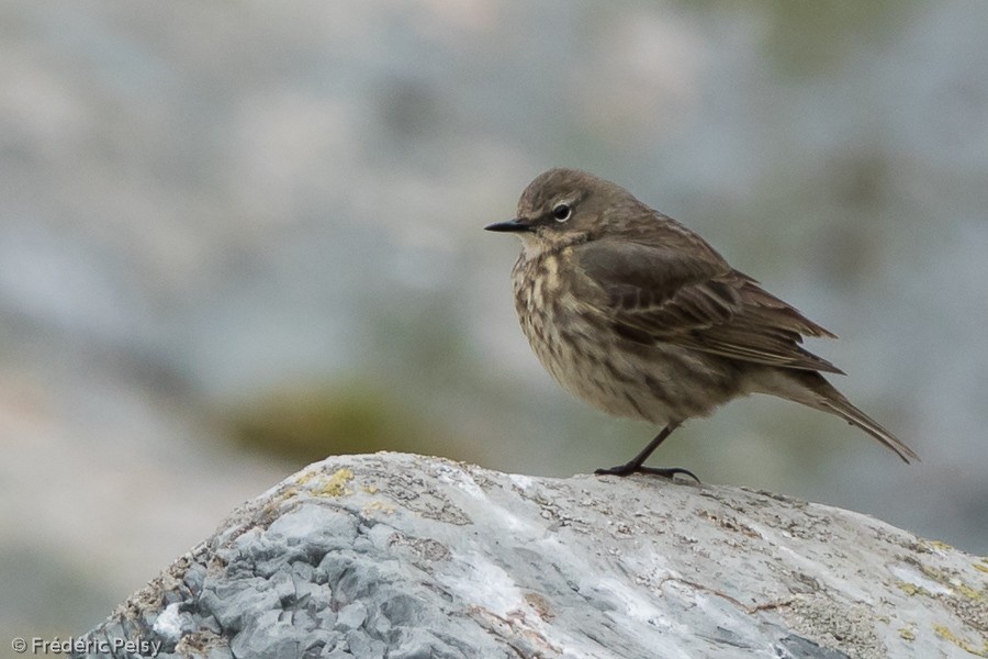 skjærpiplerke (littoralis) - ML206198981