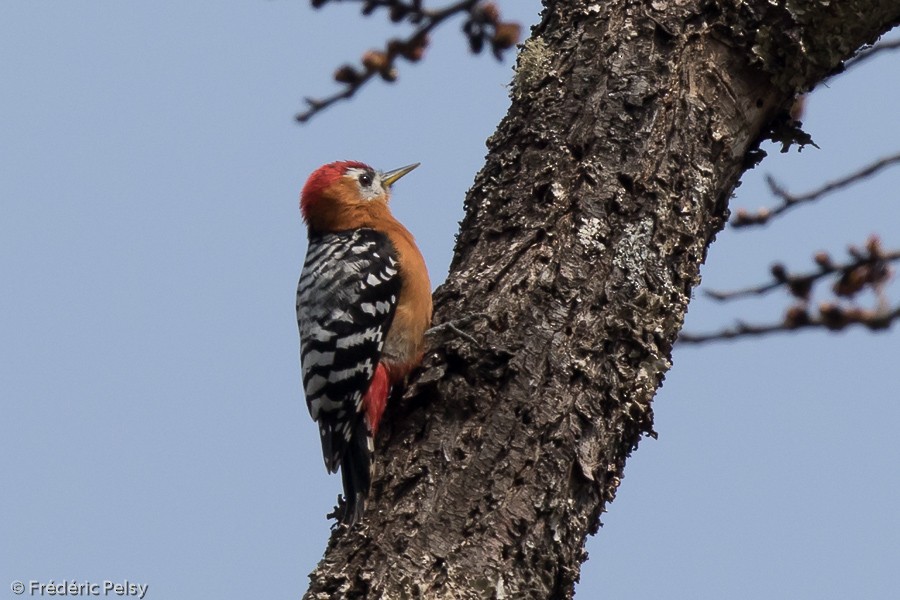 Rufous-bellied Woodpecker - ML206199161