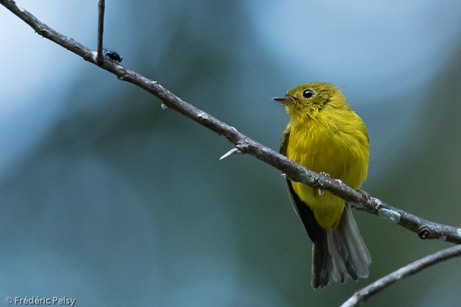 Citrine Canary-Flycatcher - ML206199641