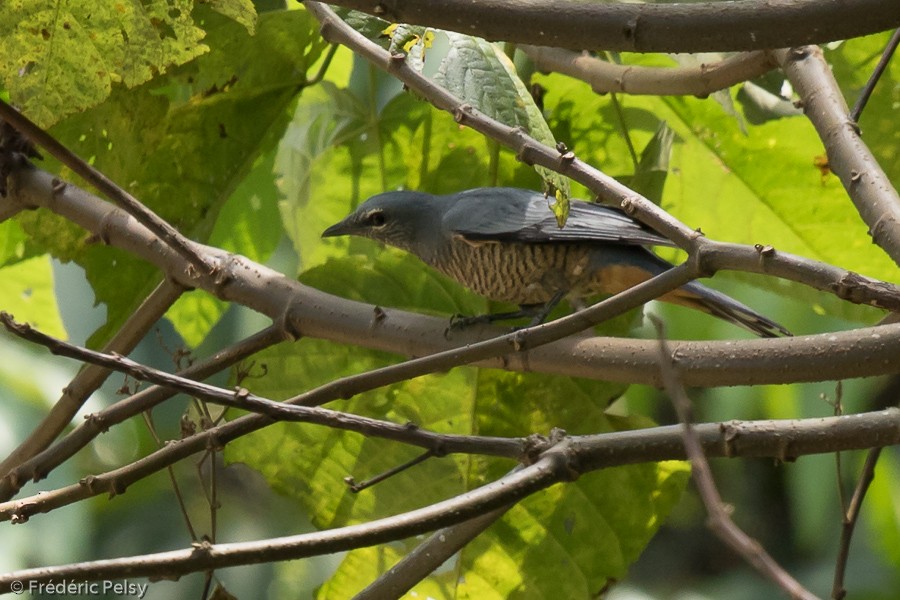 Sulawesi Cicadabird - ML206199701