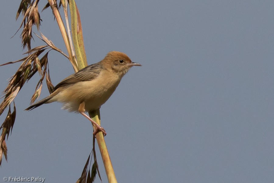 Golden-headed Cisticola - ML206199721