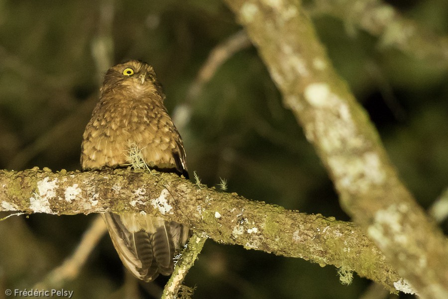 Cinnabar Boobook - Frédéric PELSY
