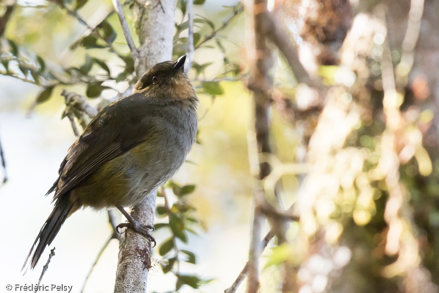 Sulawesiwaldpfeifer (bonensis) - ML206199841