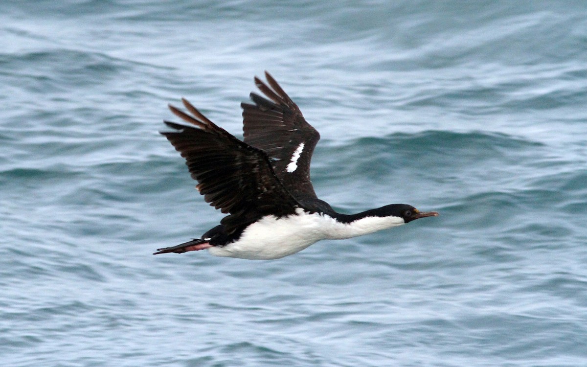 South Georgia Shag - Jordi Sargatal Vicens