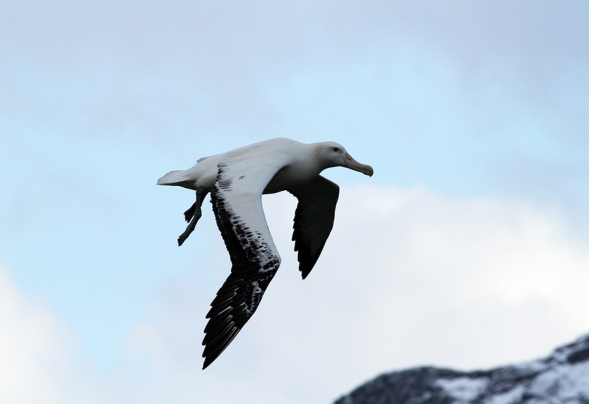 Snowy Albatross - Jordi Sargatal Vicens