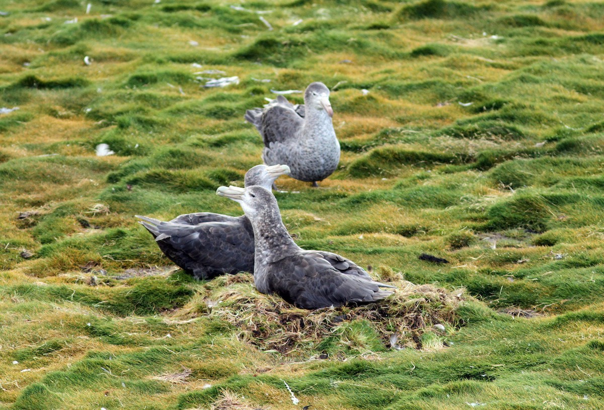 Northern Giant-Petrel - Jordi Sargatal Vicens