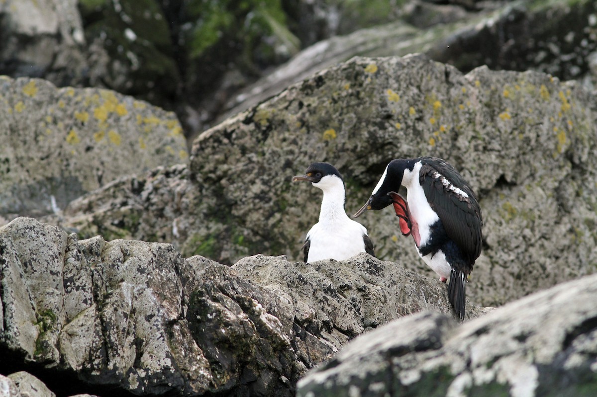 South Georgia Shag - ML206200181