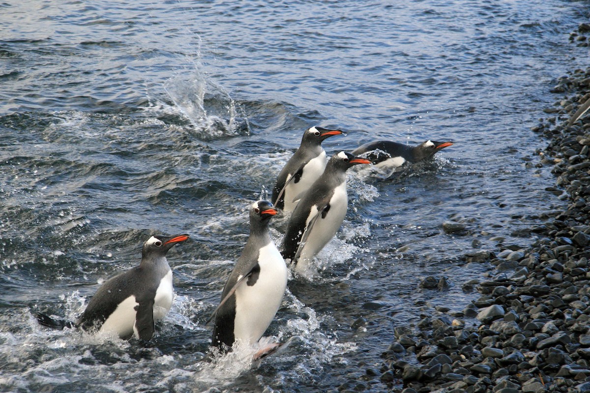 Gentoo Penguin - Jordi Sargatal Vicens