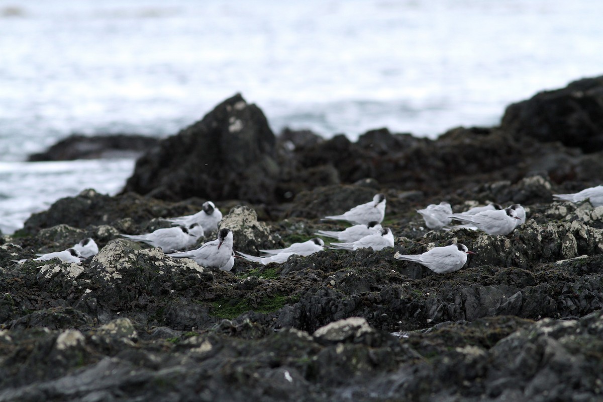 Antarctic Tern (South Georgia) - ML206200221