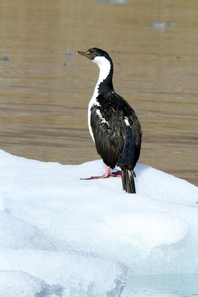 Imperial Cormorant (South Georgia) - ML206200341