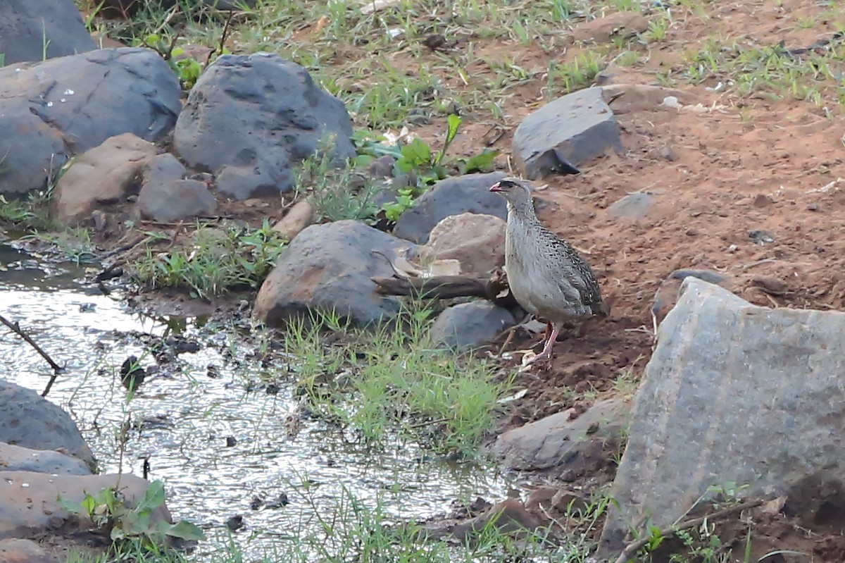 Chestnut-naped Spurfowl (Black-fronted) - ML206200531