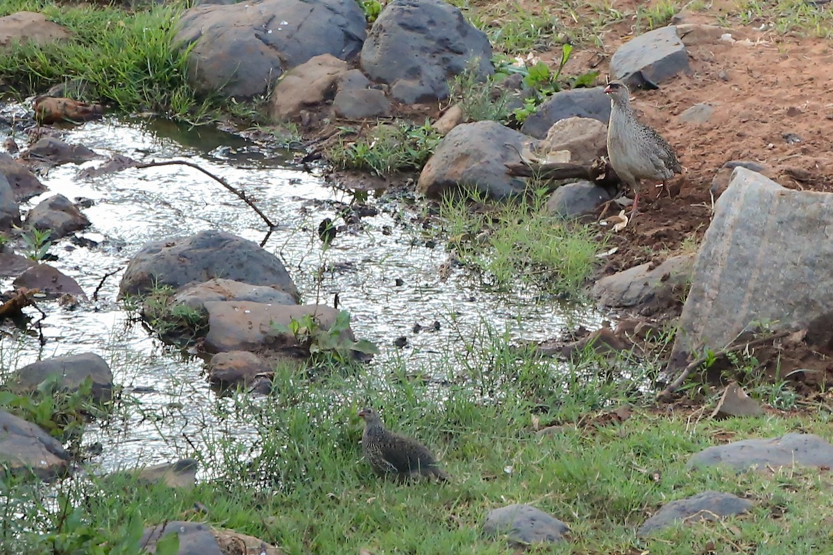 Chestnut-naped Spurfowl (Black-fronted) - Mathieu Bally