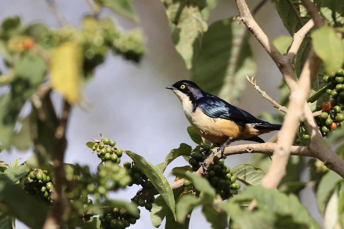 Sharpe's Starling - Mathieu Bally
