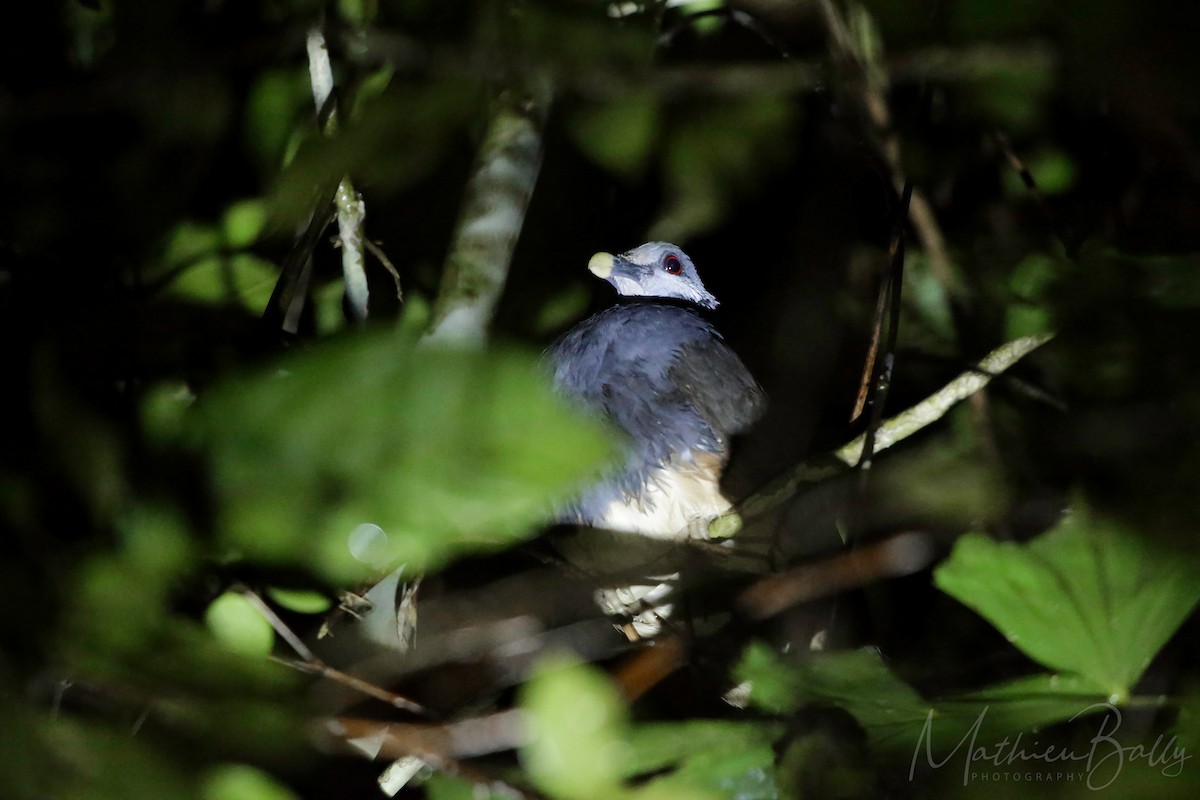 Thick-billed Ground-Pigeon - ML206200641