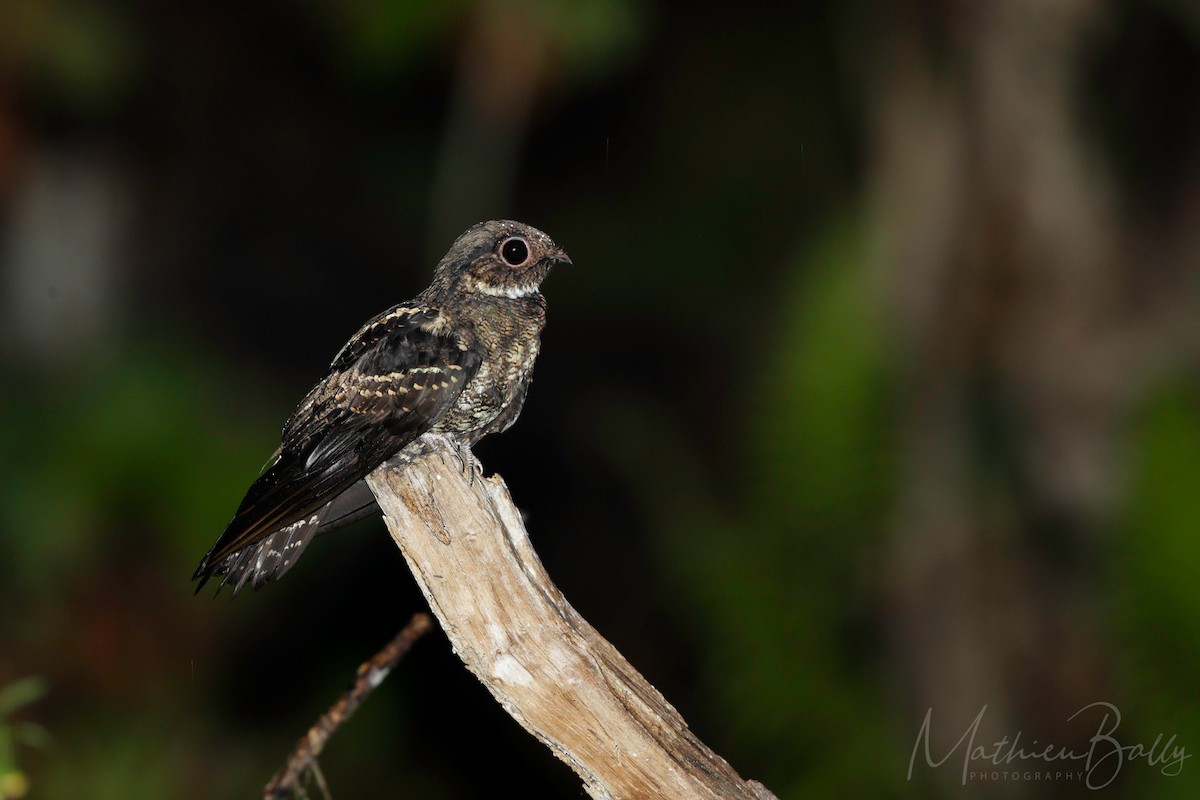 Papuan Nightjar - Mathieu Bally