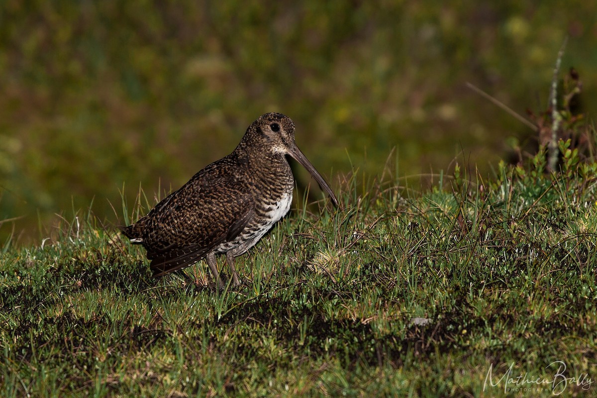 New Guinea Woodcock - Mathieu Bally