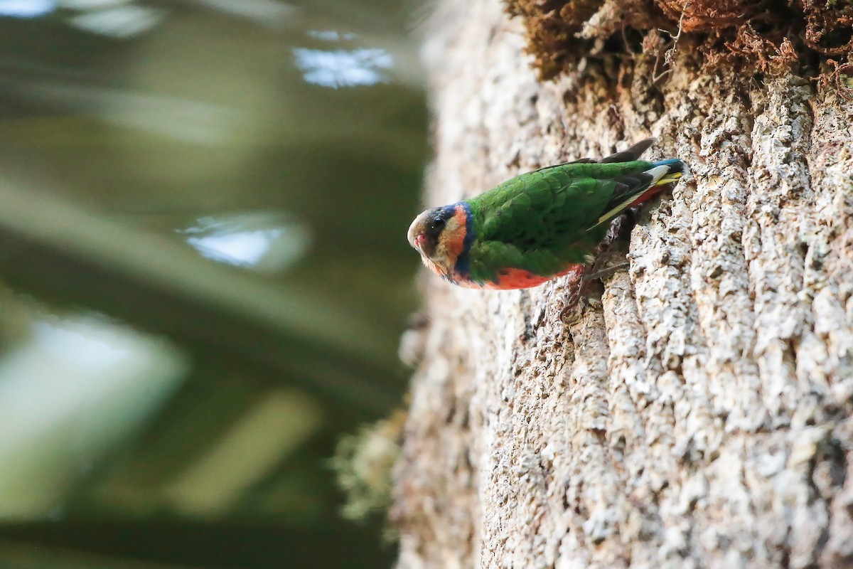 Red-breasted Pygmy-Parrot - Mathieu Bally