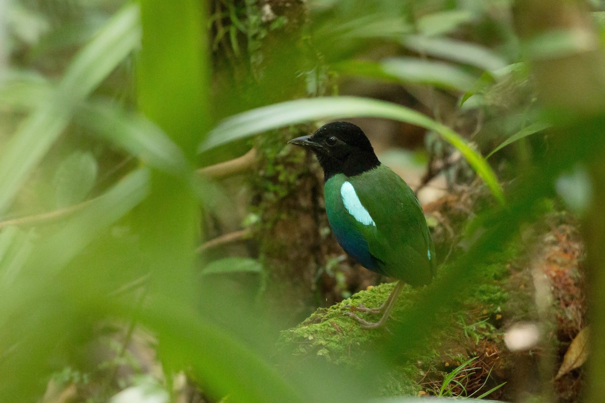 Biak Hooded Pitta - ML206200841