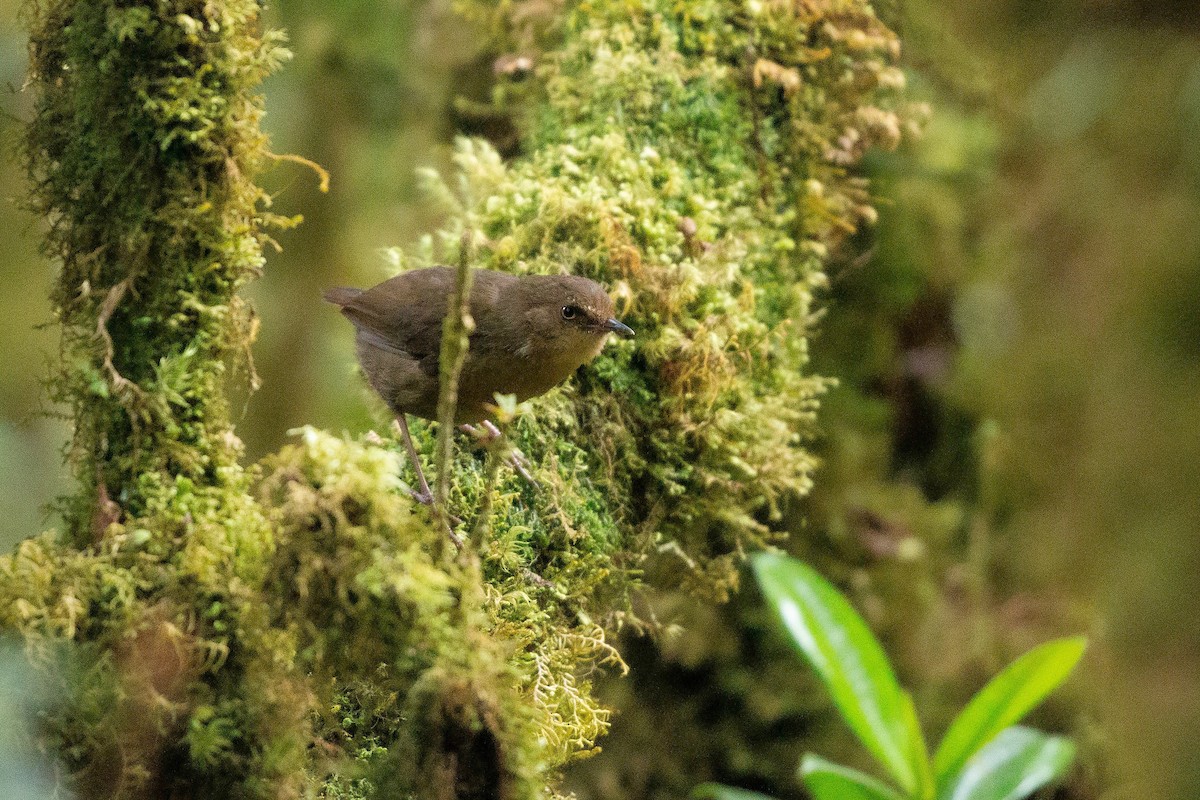 Mountain Mouse-Warbler - ML206200851