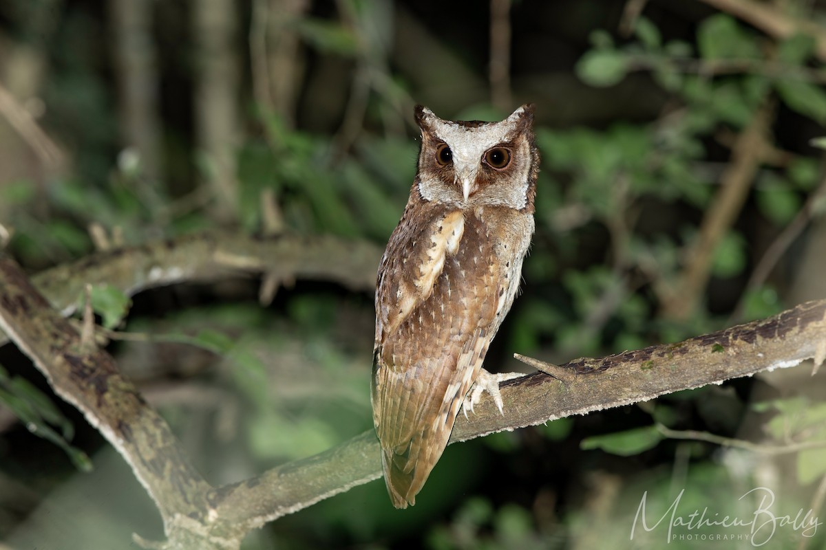 White-fronted Scops-Owl - Mathieu Bally