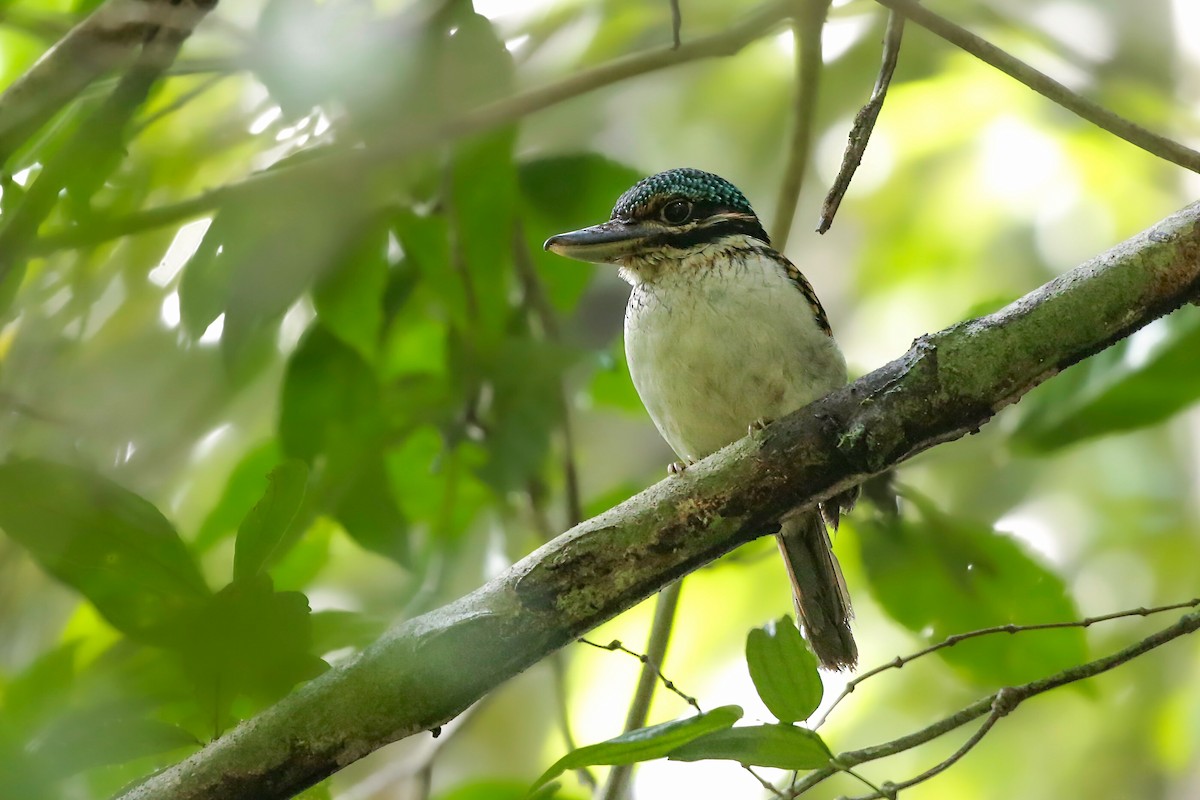 Hook-billed Kingfisher - ML206200951