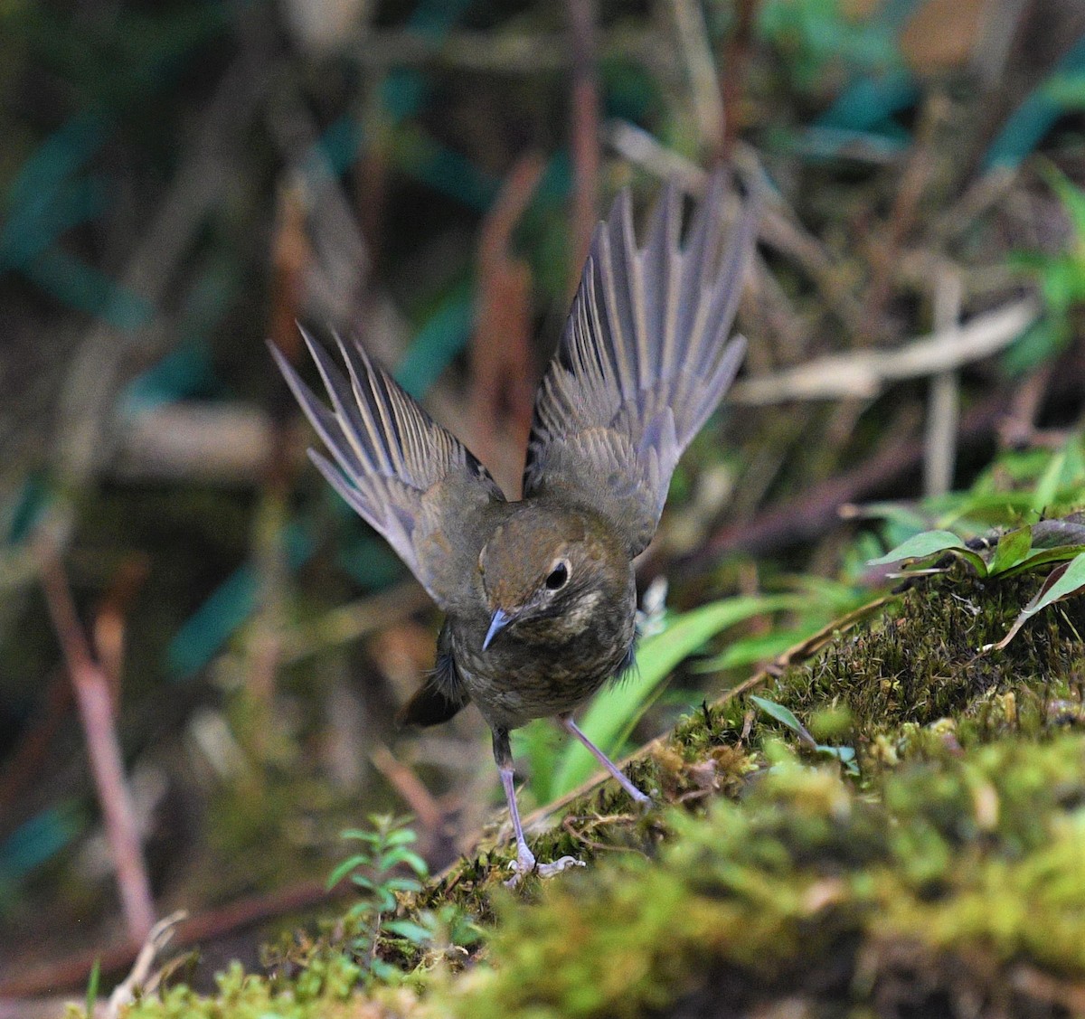 Rufous-headed Robin - ML206200961