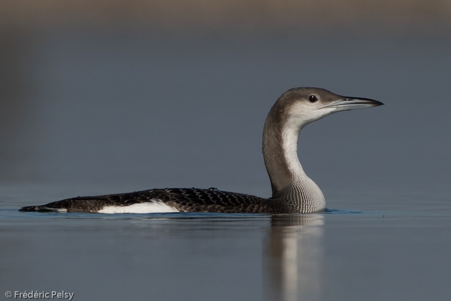 Arctic Loon - ML206201001