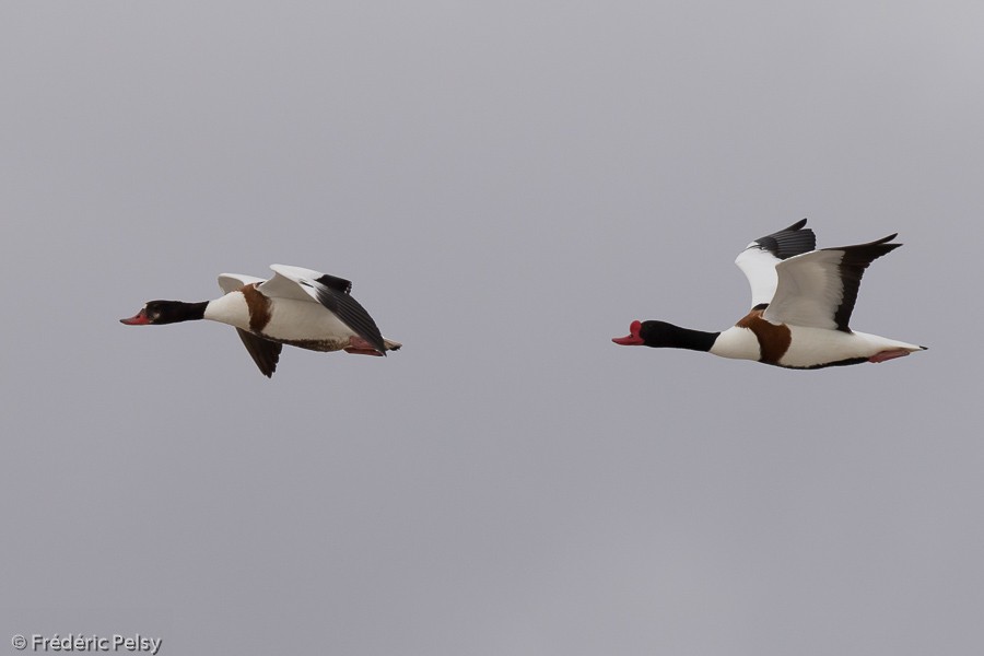 Common Shelduck - ML206201191