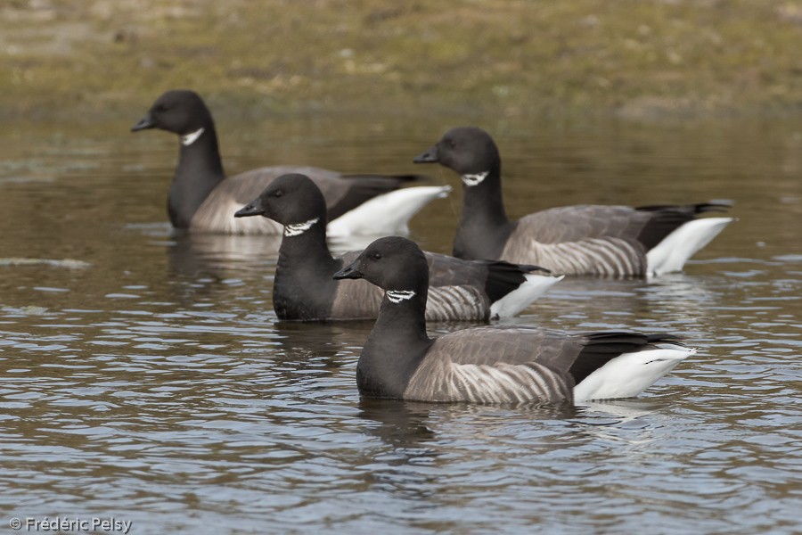 Brant (Dark-bellied) - ML206201201