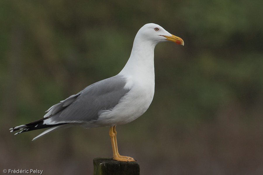 Gaviota Patiamarilla (michahellis) - ML206201211