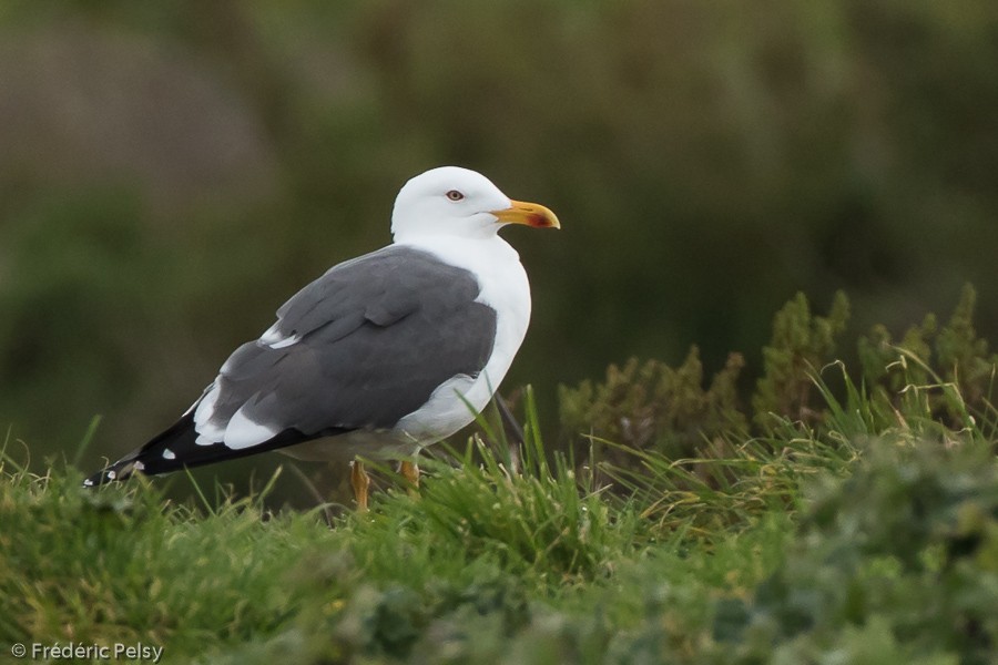 Lesser Black-backed Gull (graellsii) - ML206201221