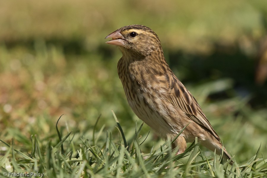 Southern Red Bishop - ML206201481