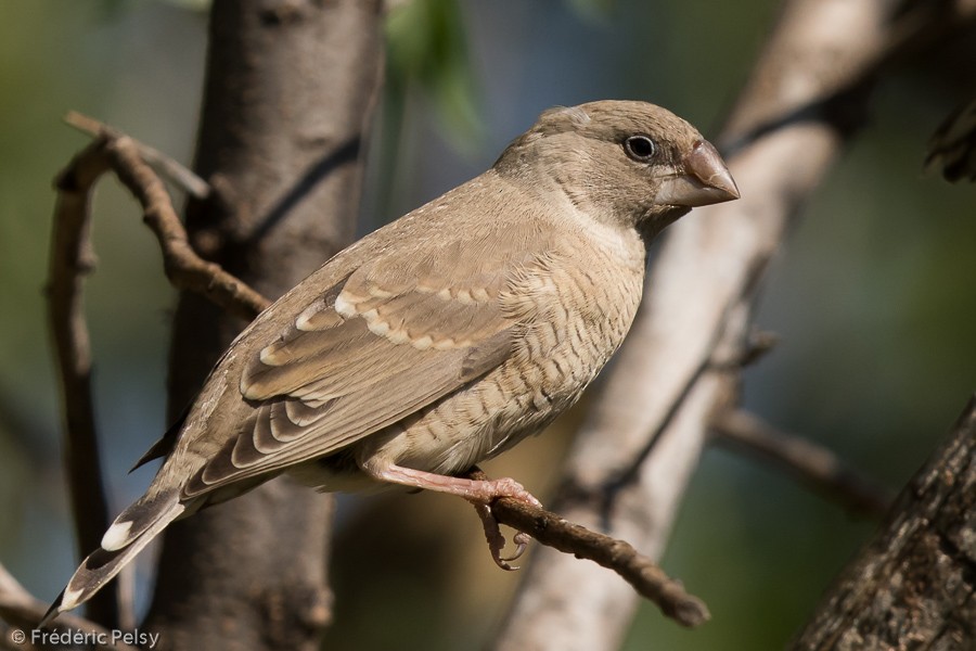 Red-headed Finch - ML206201491