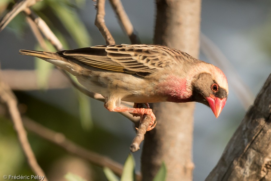 Red-billed Quelea - ML206201511