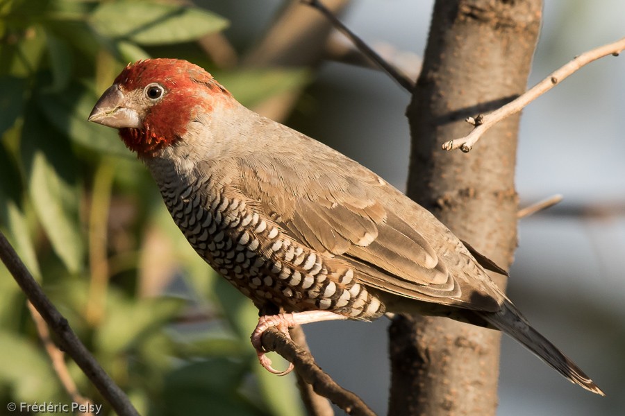 Red-headed Finch - ML206201521