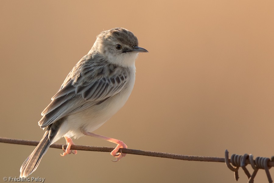 Desert Cisticola - ML206201551