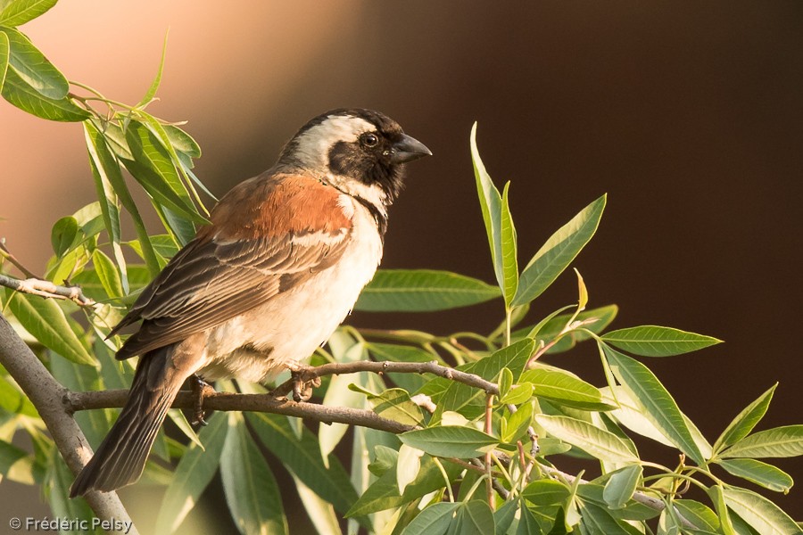 Cape Sparrow - ML206201651