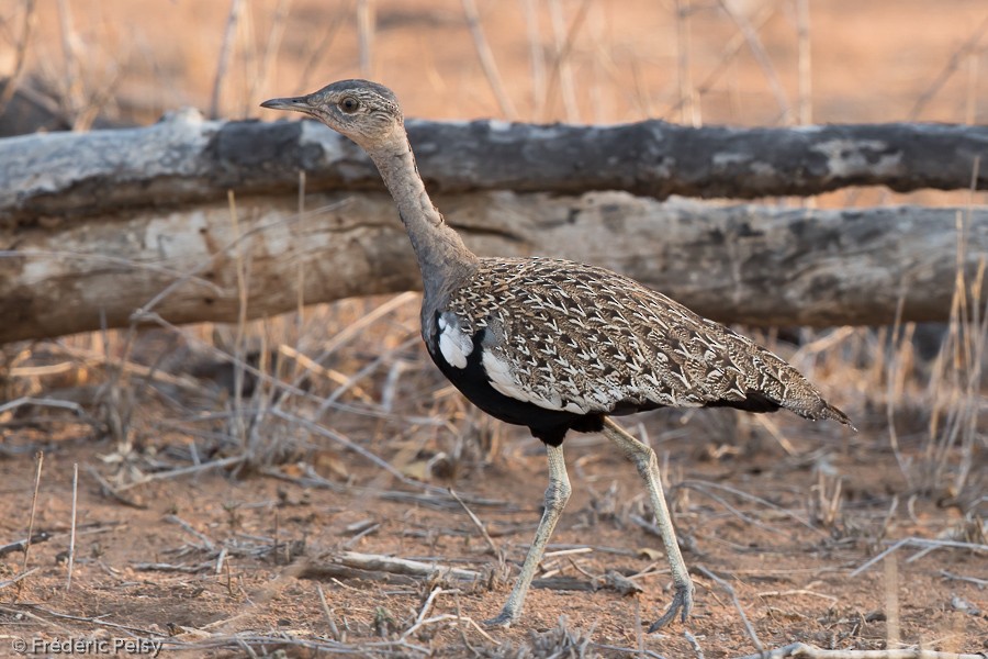 Red-crested Bustard - Frédéric PELSY