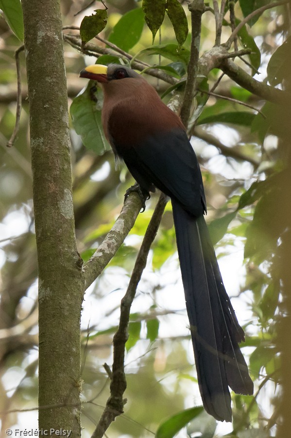 Yellow-billed Malkoha - ML206201751