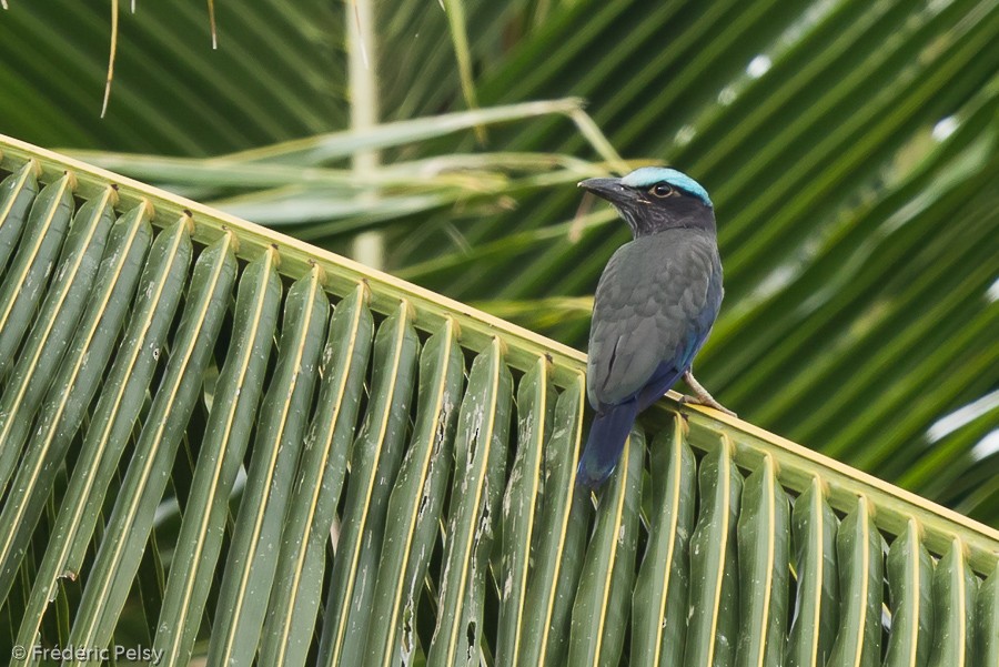 Purple-winged Roller - ML206201971