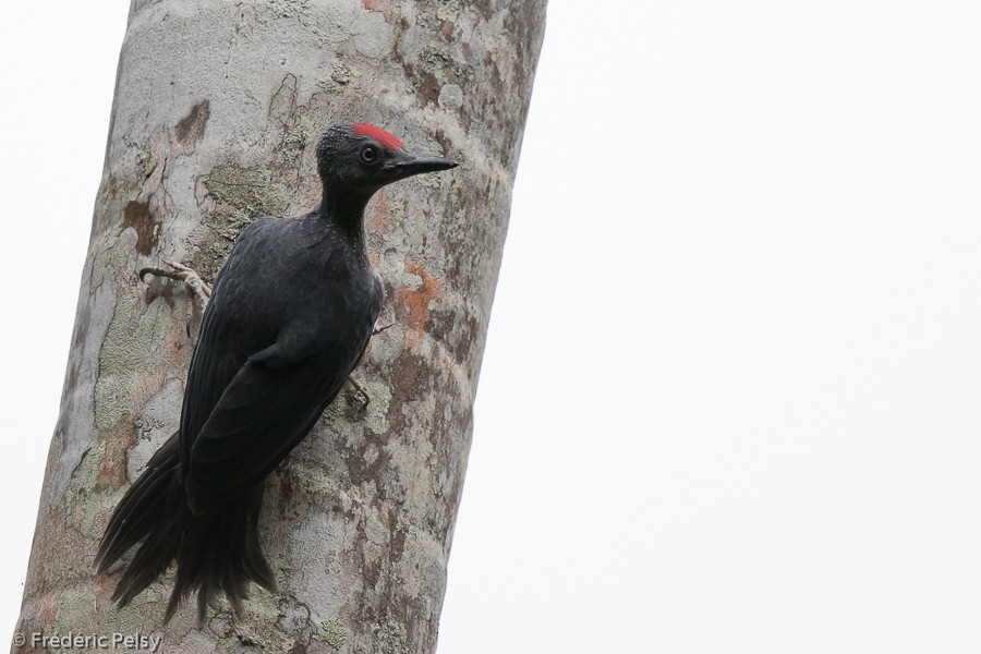 Ashy Woodpecker - Frédéric PELSY