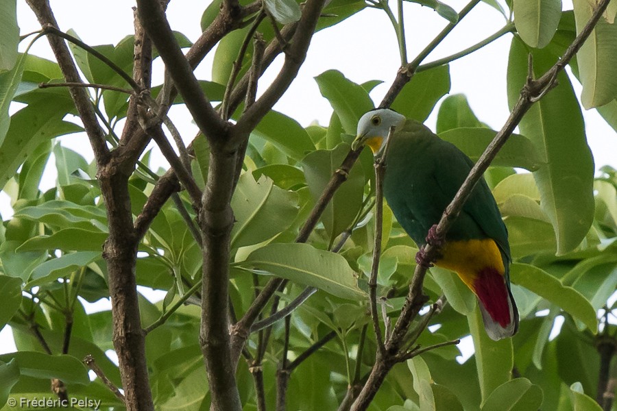 Black-naped Fruit-Dove - Frédéric PELSY