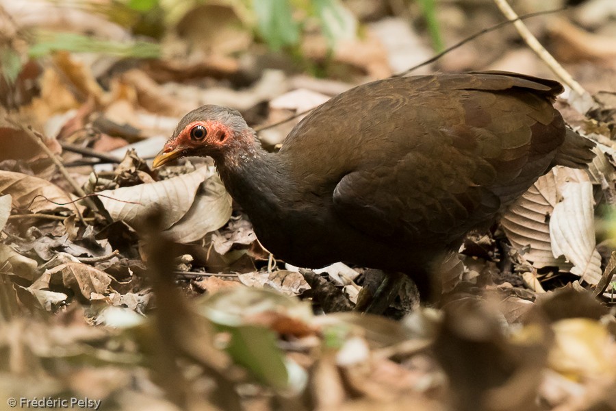 Philippinen-Großfußhuhn - ML206202221