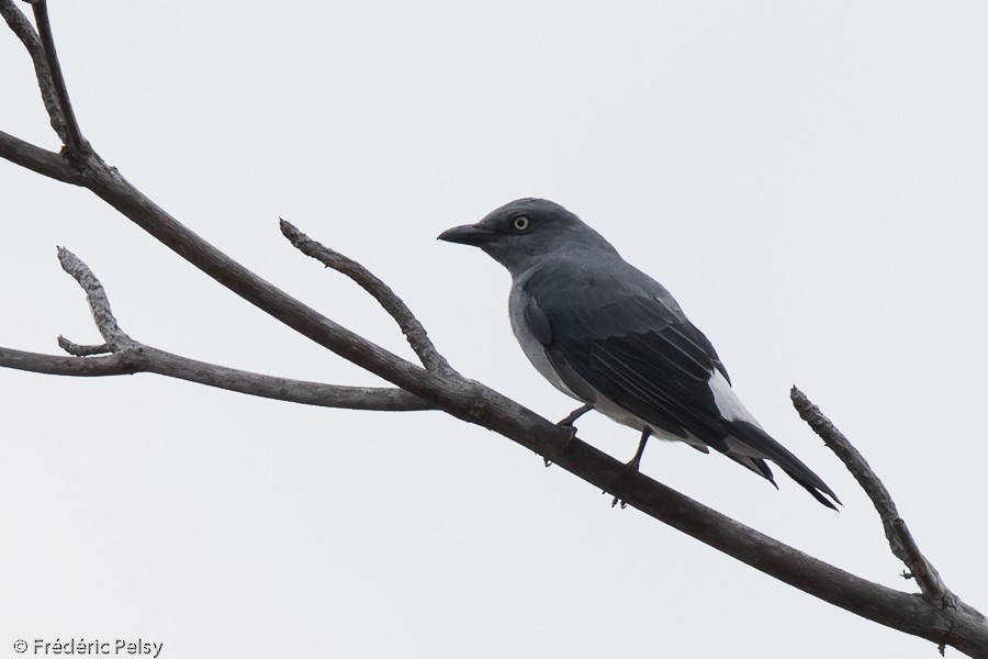 White-rumped Cuckooshrike - ML206202251