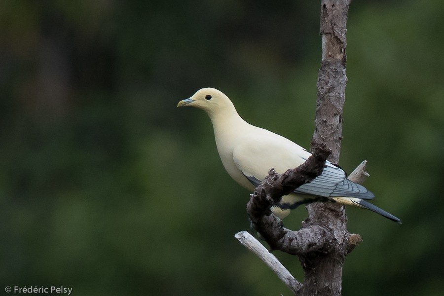 Silver-tipped Imperial-Pigeon - Frédéric PELSY