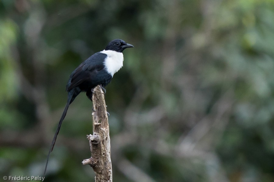 Miná Cuelliblanco (torquata) - ML206202271