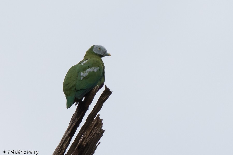 Gray-headed Fruit-Dove - ML206202311