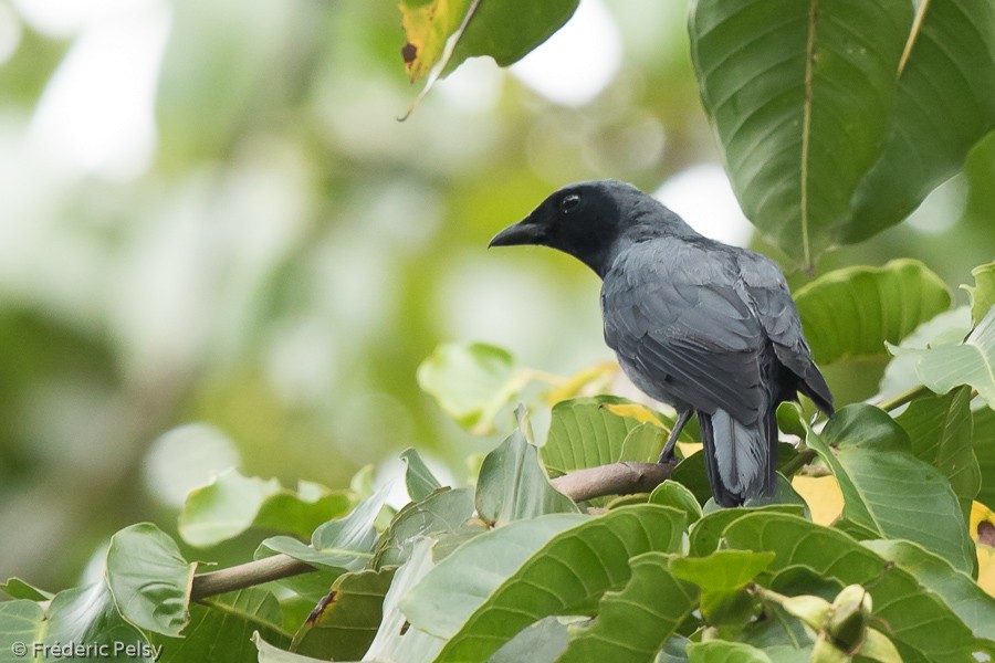 Halmahera Cuckooshrike - ML206202351